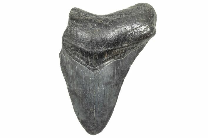 Partial Megalodon Tooth - South Carolina #320716